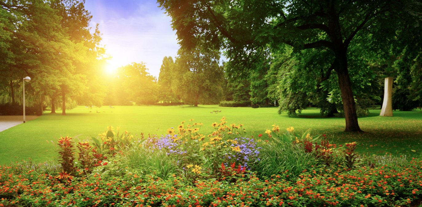 Open field with flowers and trees